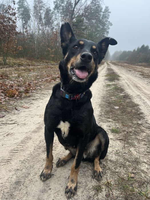 Пропала собака, білки/борова. Звати Джесіка.