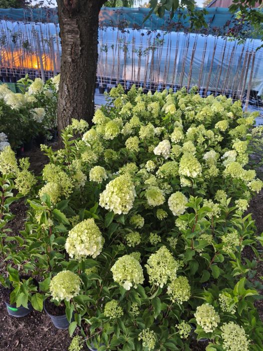 Krzewy ozdobne, szkółka trawy hortensja