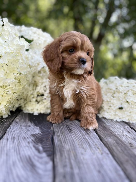 Кавапу (Cavapoo)дівчинка