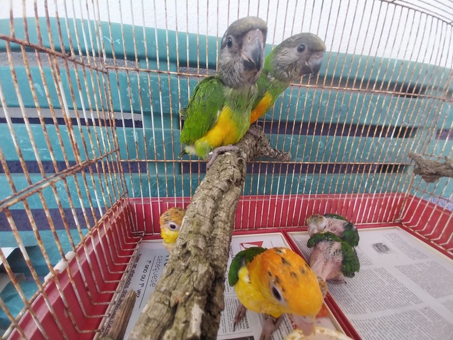 Amazona Amazónica