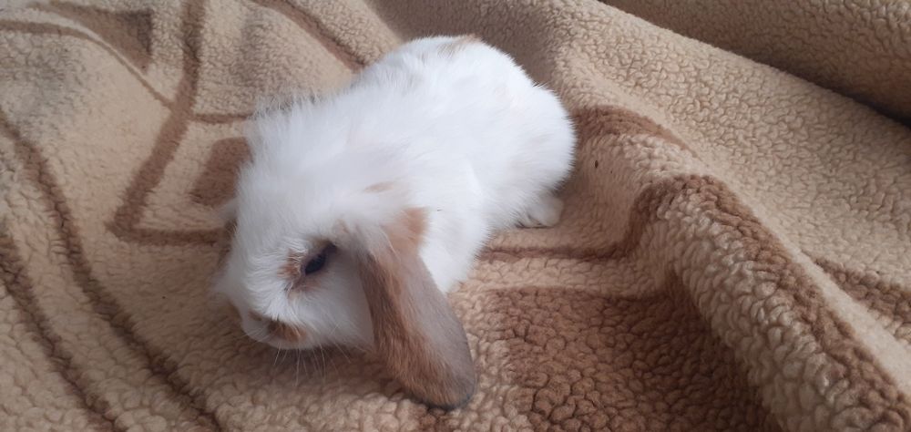 Króliczek baranek Teddy