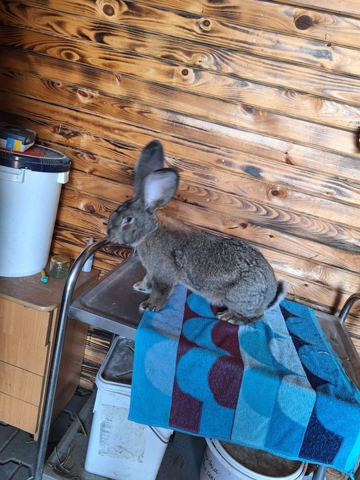 Króliki Belgijskie  Bos