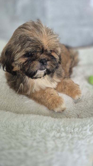 Shih Tzu śliczna suczka