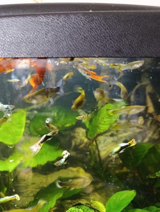 Rybki Gupiki sprzedam