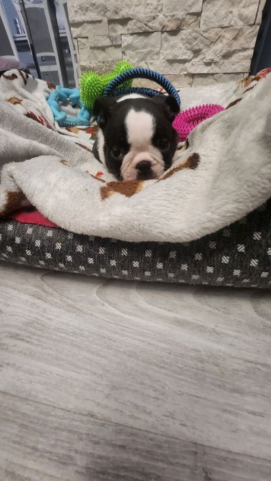 Boston Terrier FCI