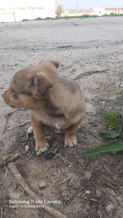 Віддам в добрі руки