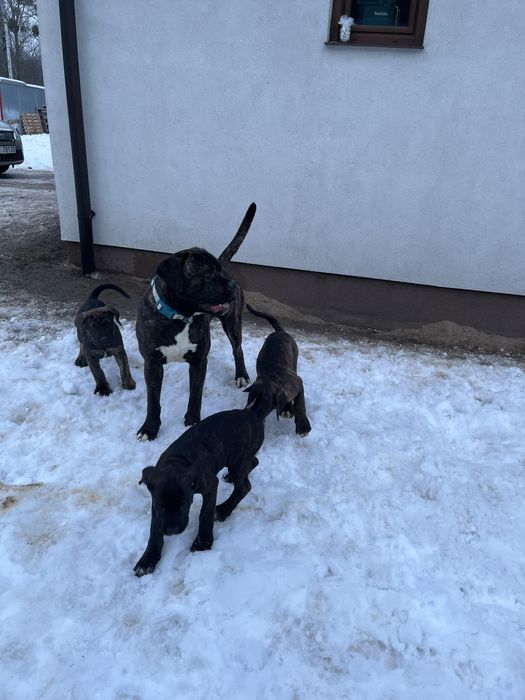 Cane Corso Italiano