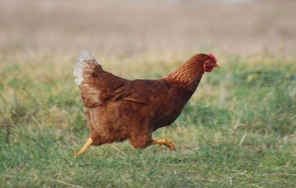 Ferma sprzeda kury op21