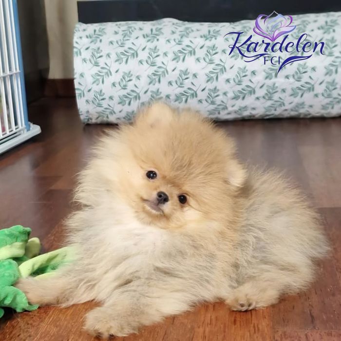 Pomeranian, malutki piesek, KardelenFCI, Szpic Miniaturowy