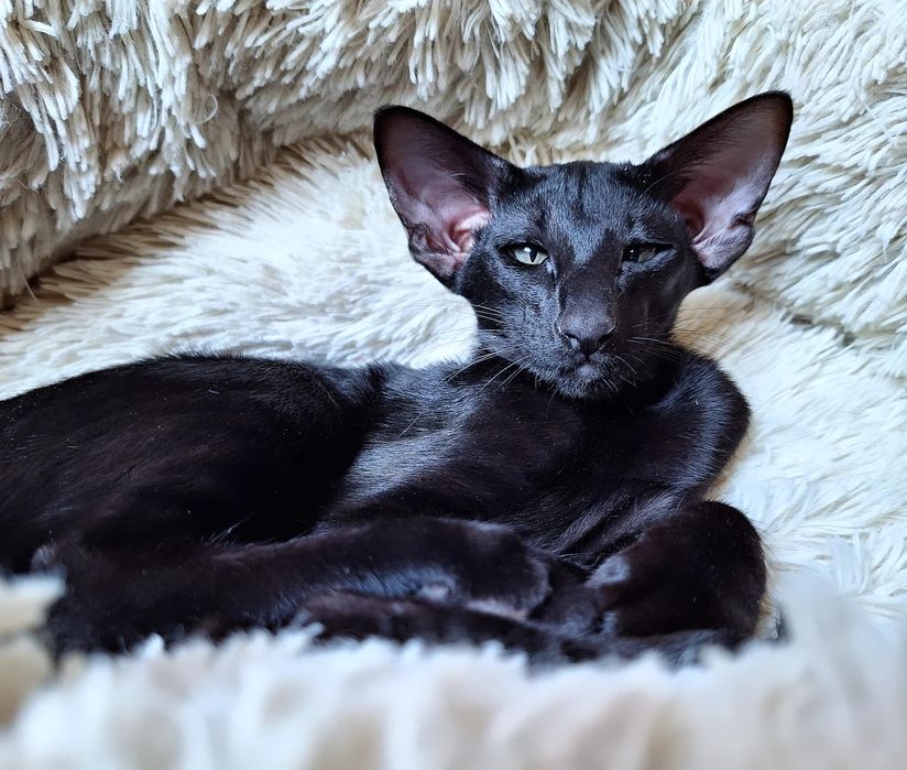 Детеныши Чужого))