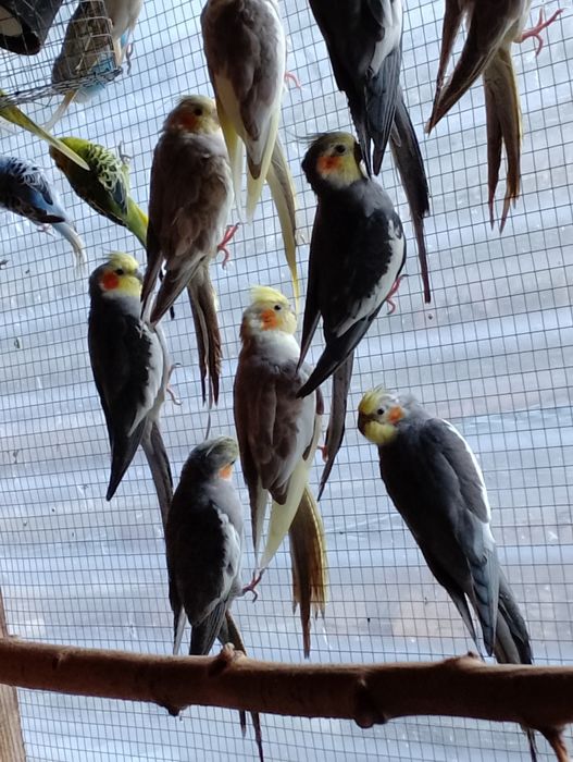 Sprzedam  papugi nimfy