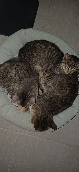 Kotki oddam za darmo