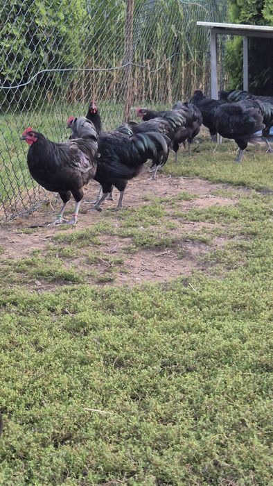Sprzedam piekne koguty australorp