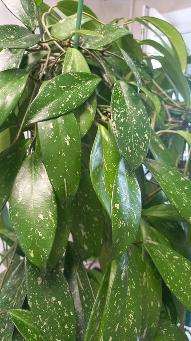 ПРОДАМ Hoya pubicalyx silver pink (хойя пубикалукс сильвер пинк