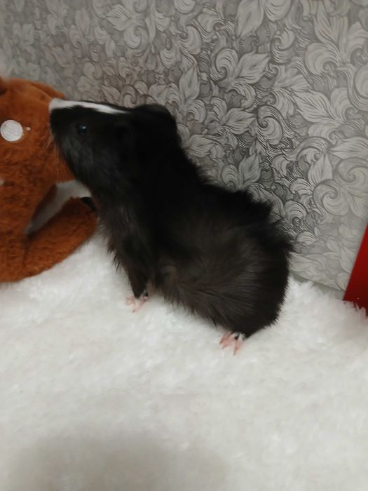 Продам морських свинок