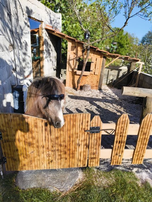 Vendo Pônei shetland com 2 anos