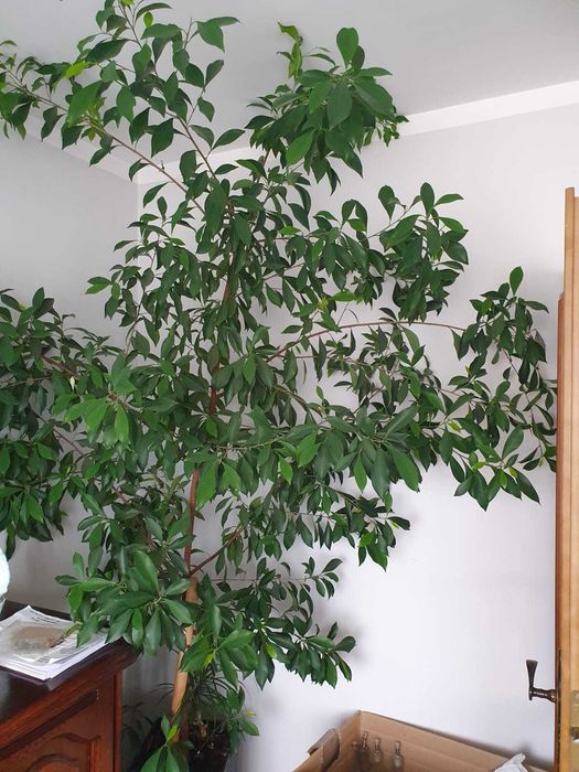 Drzewo Cytryny, Cytrynka - może fikus Benjamina ?