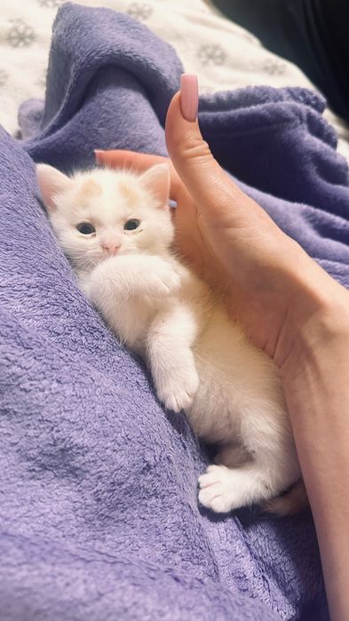 Віддається кошеня