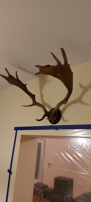 Sprzedam rogi poroże zrzuty