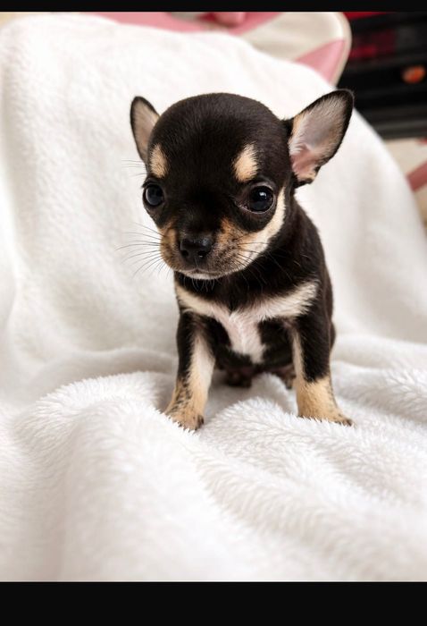 Chihuahua miniatura pelo curto