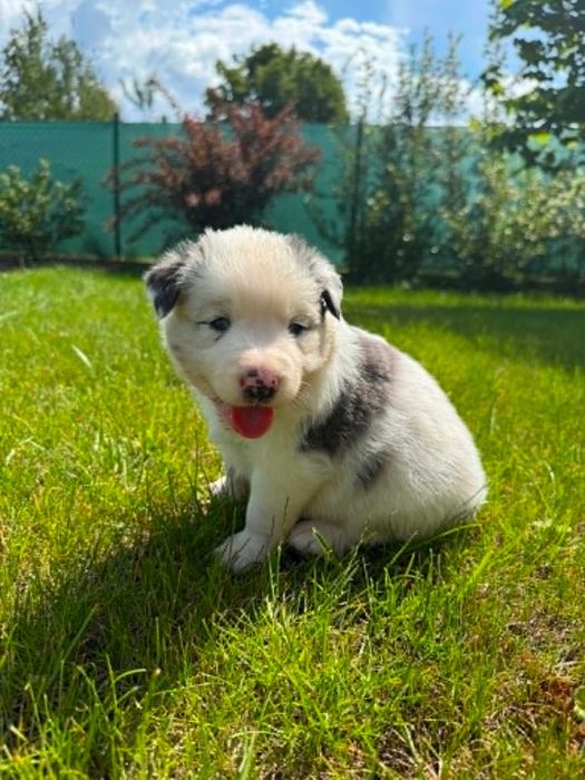Border Collie slate merle niebieskooki piesek pies