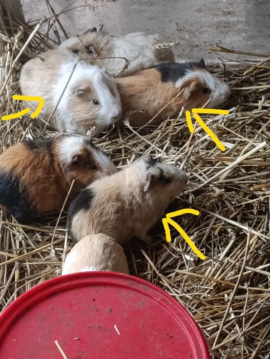 Świnki morskie samczyki