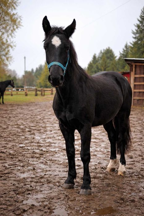 Roczny ogierek ślaski z pełnym pochodzeniem