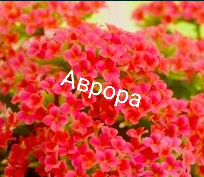 Каланхое пестролистное. Денежное дерево вариегатное.