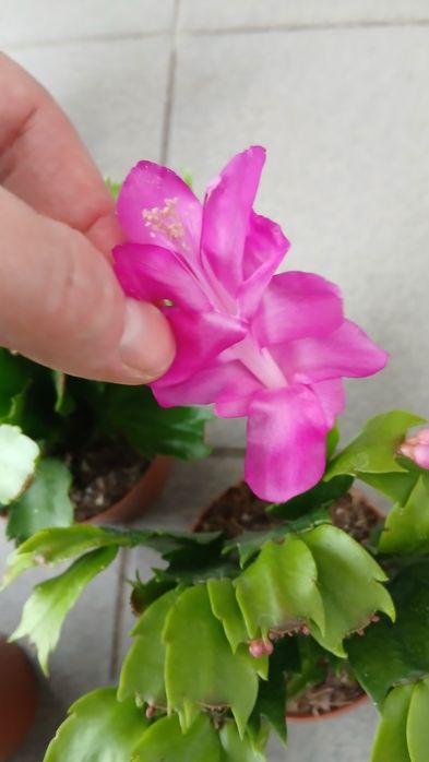 Шлюмбергера, різдвяник