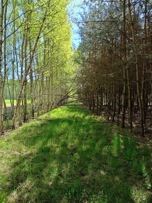 Działka nad jeziorem Długie Grodzieckie i Bugiem, Wszebory, Ceranów