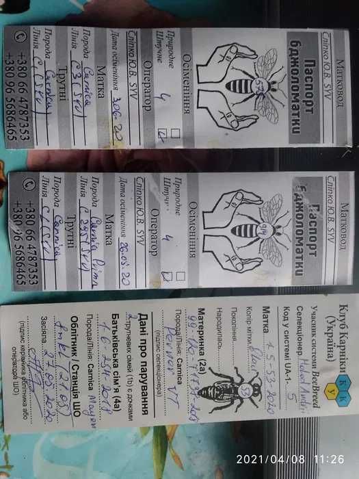 Карніка бджоломатки , карника пчеломатки F1 Пернер,Тройзек,Зінге