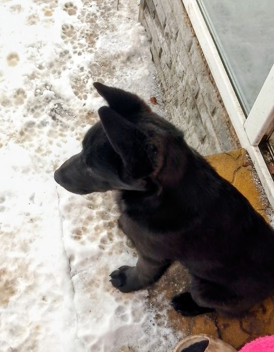 Щенок девочка ,привезем