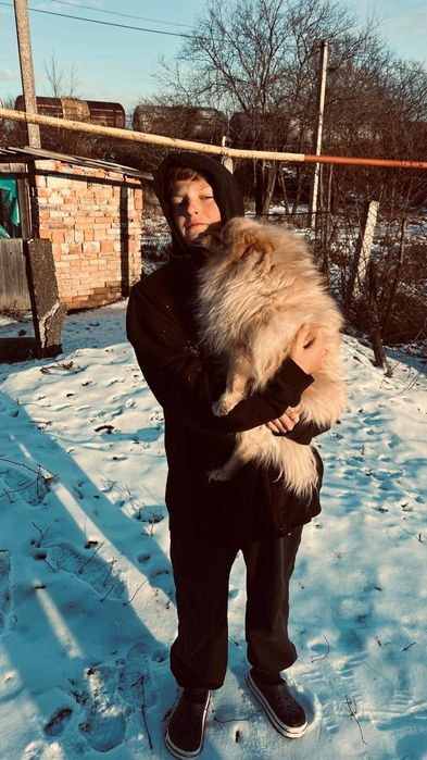 Дівчинка померанський шпіц