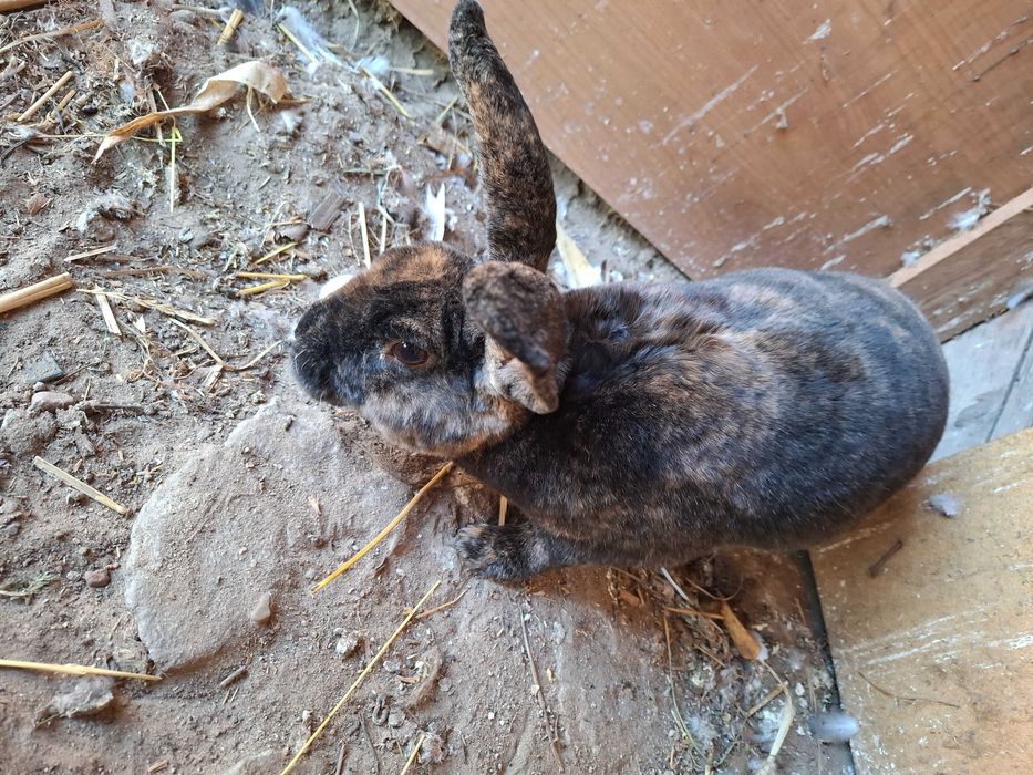 Kroliki rex i barany