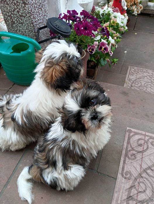 Piękna suczka  shih tzu