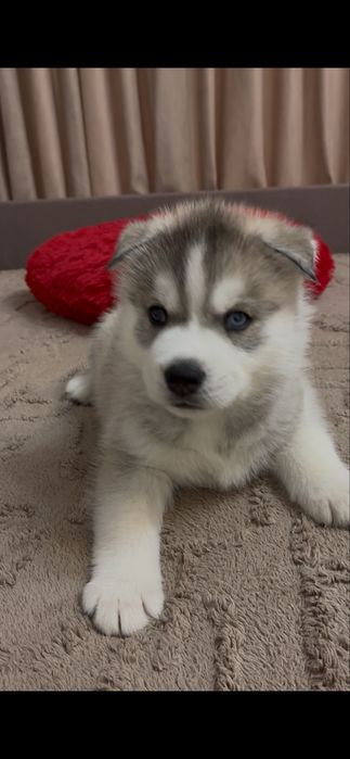 Щенки Сибирской Хаски