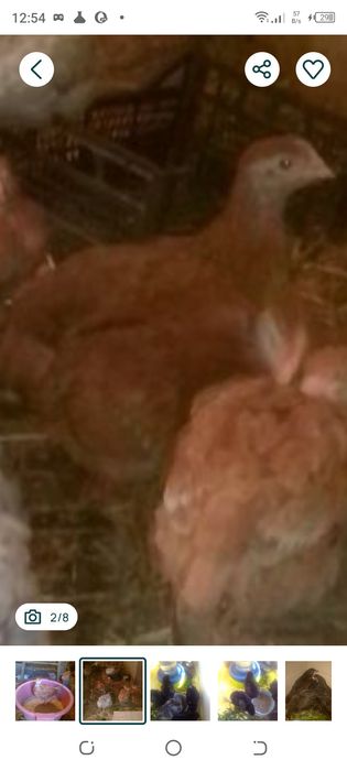 Курчата несучка циплята Голошийки,  Ред бро