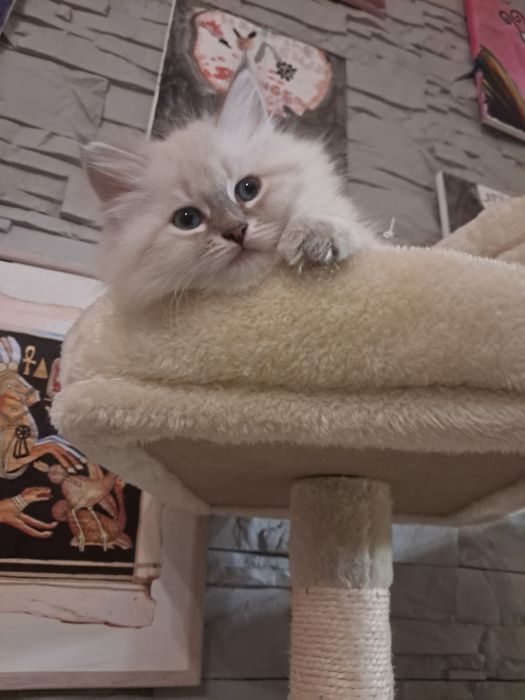 Kocurek o cudownym charakterze syberyjski neva masquerade