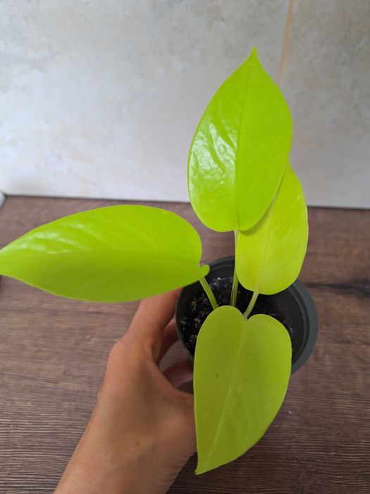 Сциндапсус глобал грін, неон, ен джой, марбл квін ( мармурова королева