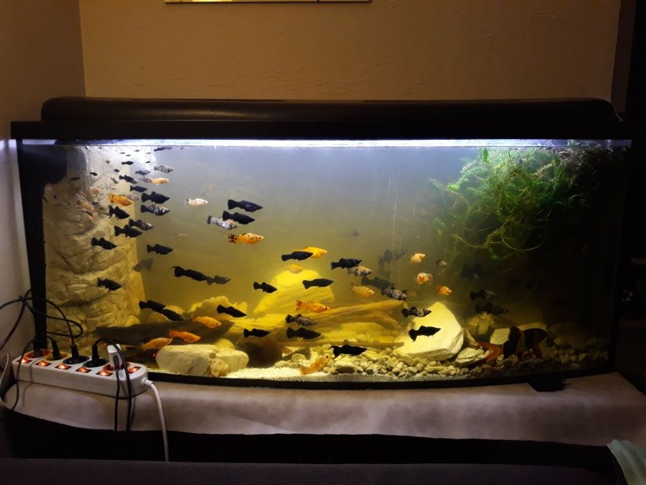 sprzedam rybki Molinezje