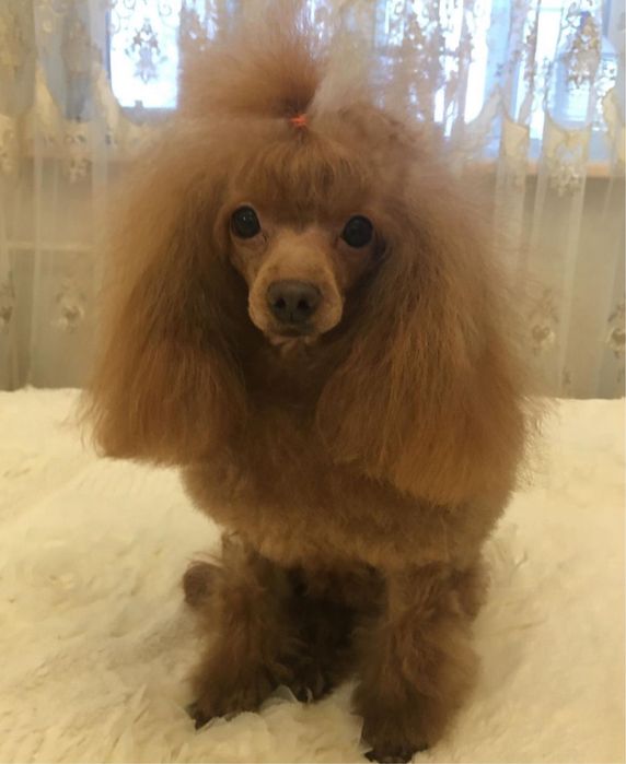 Хлопчик Аріель чекає саме Вас