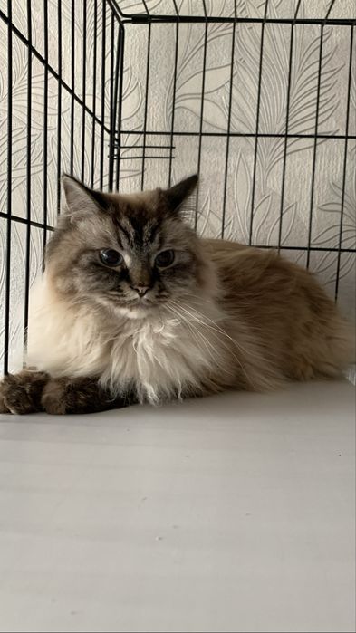 Передержка круглосуточно от 75 грн коти,собаки,гризуни