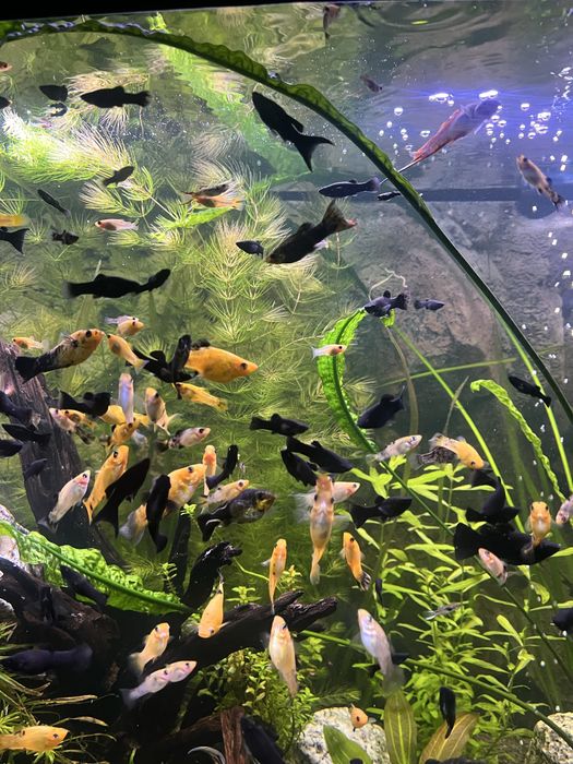 Sprzedam nadmiar roslinek-rogatka