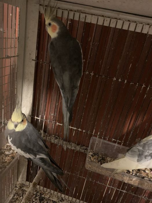 caturras adultas