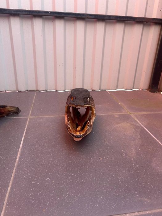 Голова сушена щуки