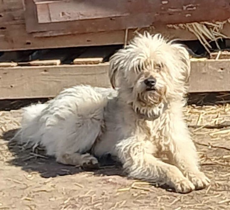 Пух шукає дім і господарів !