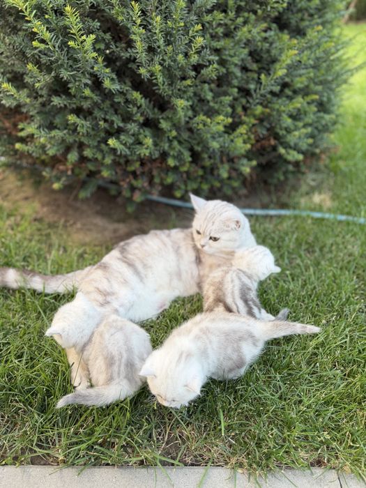Шотландські котенята 3 шт.