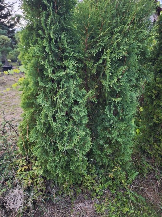 Thuja kolumnowa żywopłot