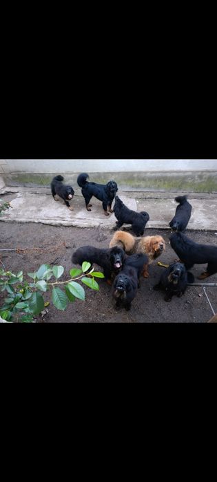 Тибетский мастиф / Титулованные родители / Готовы к переезду