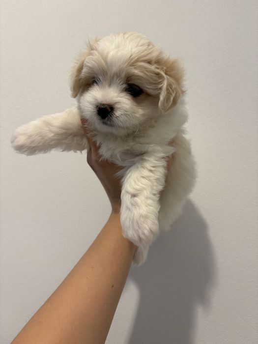 Maltańczyk suczka ostatnia ur. 07.01